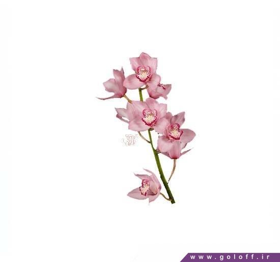 خریدشاخه گل ارکیده سیمبیدیوم پینک برلیان - Cymbidium Orch | گل آف